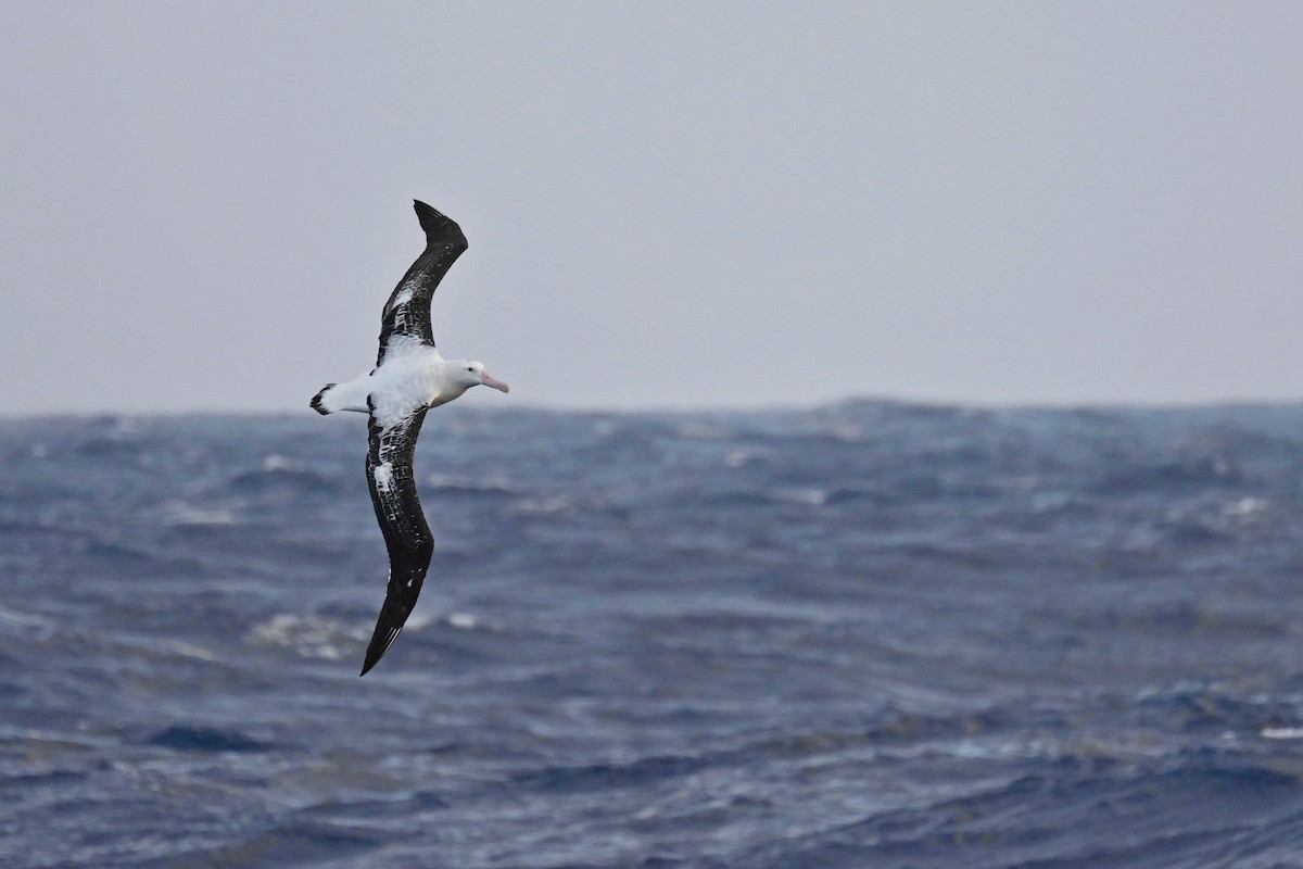 Albatros de Tristan da Cunha - ML611393653
