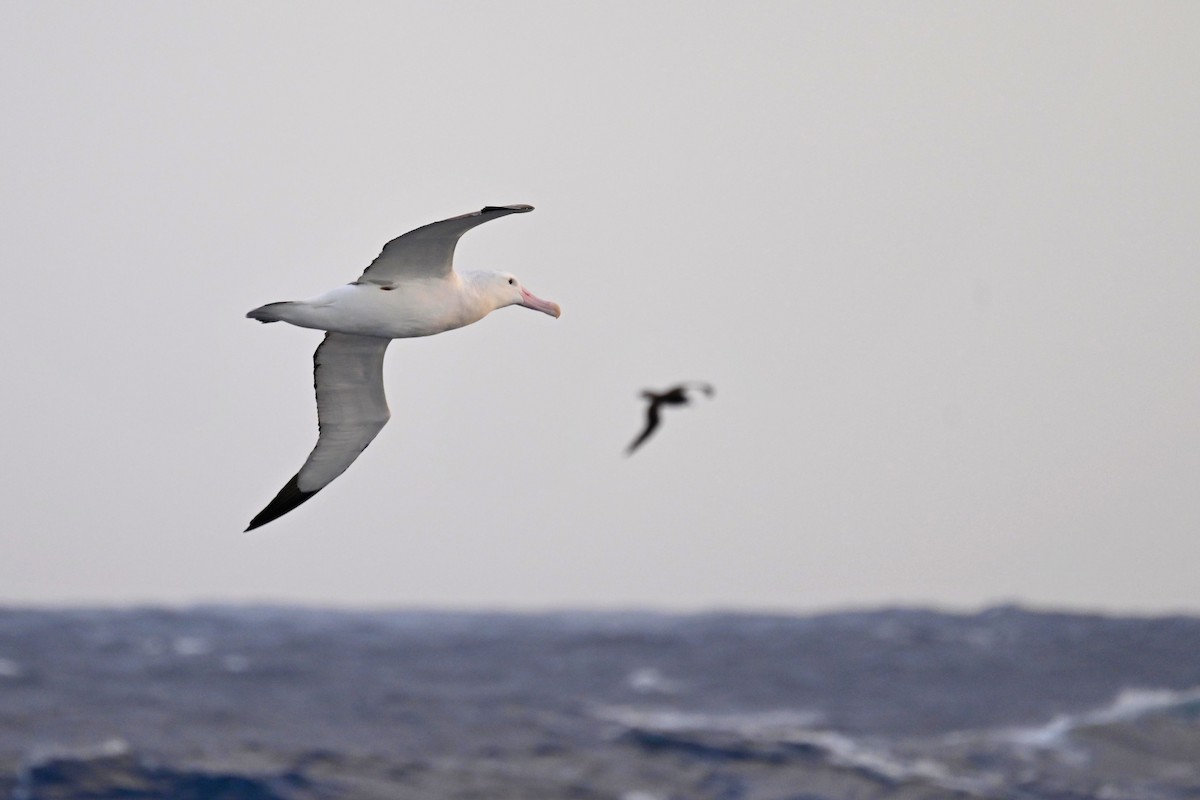 Albatros de Tristan da Cunha - ML611393654