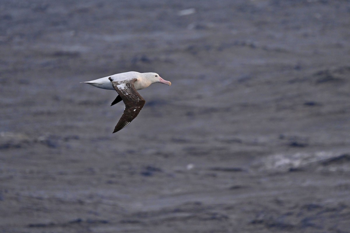 Albatros de Tristan da Cunha - ML611393655
