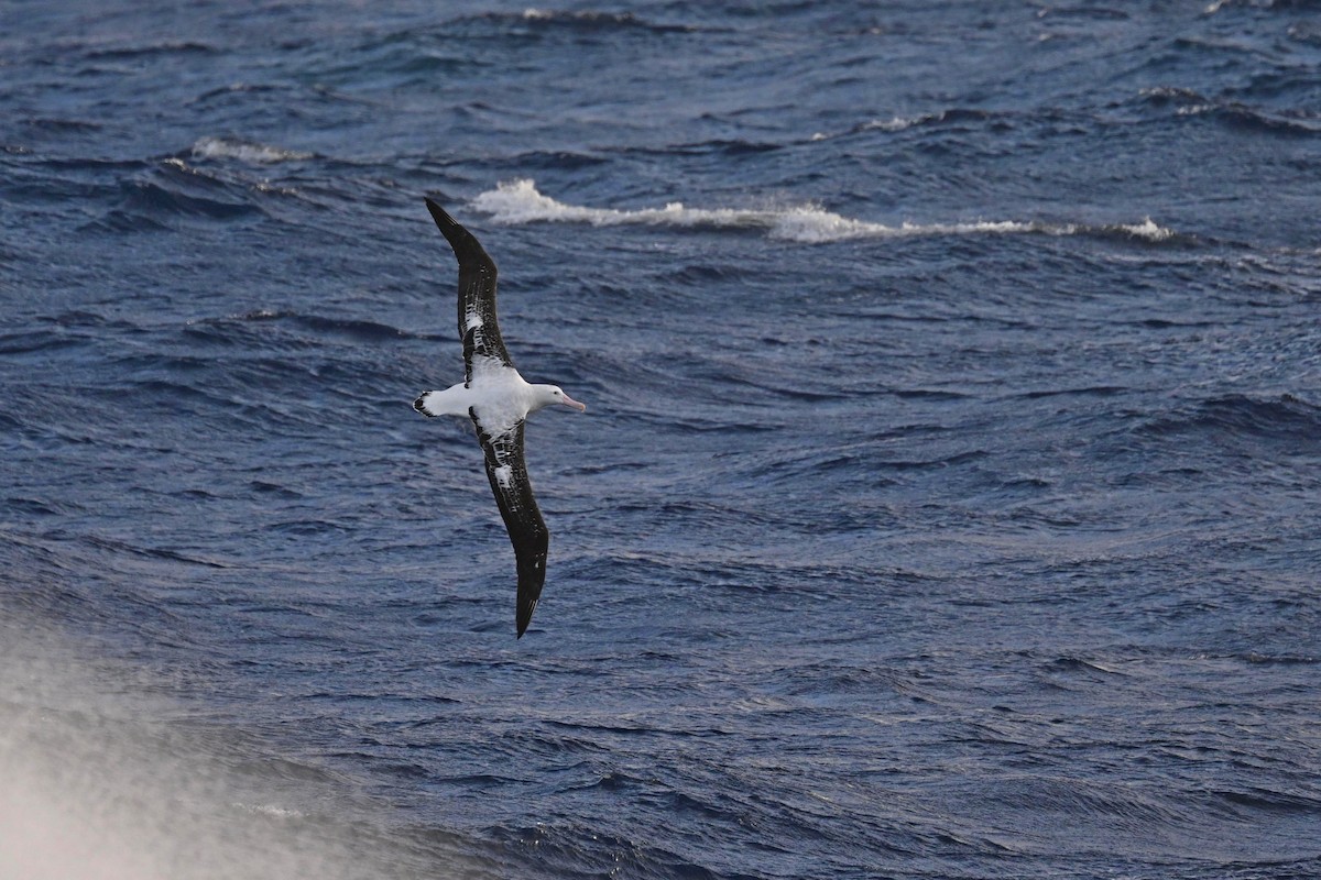 Albatros de Tristan da Cunha - ML611393656