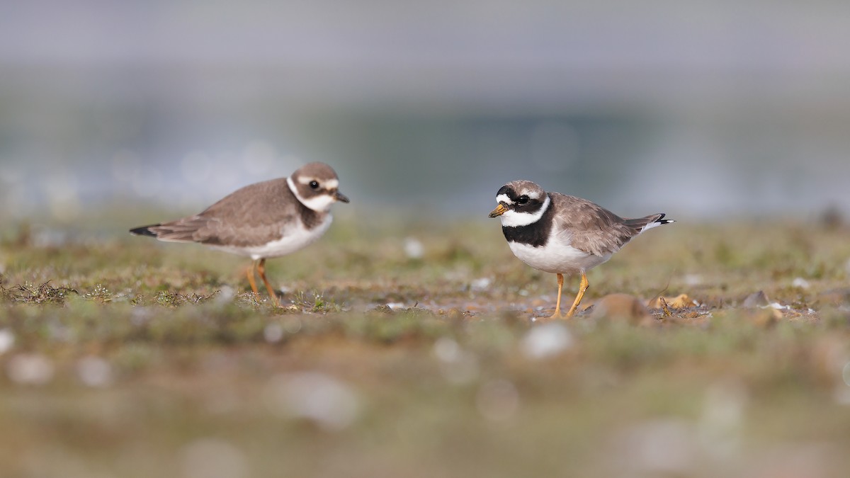 Common Ringed Plover - ML611393729