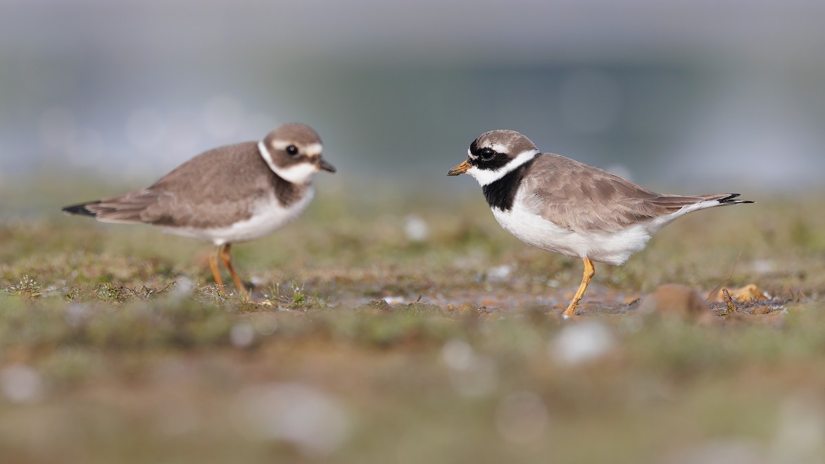 Common Ringed Plover - ML611393732