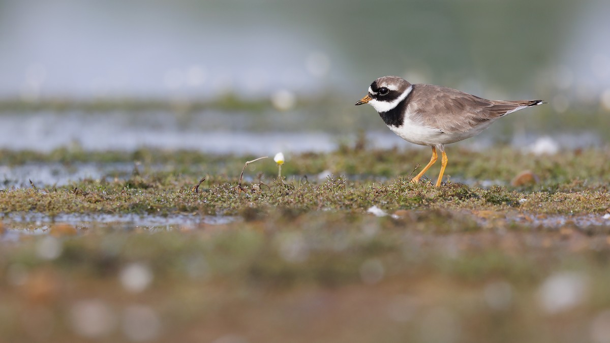 Common Ringed Plover - ML611393733