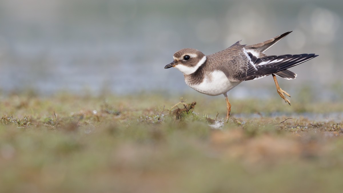Common Ringed Plover - ML611393734