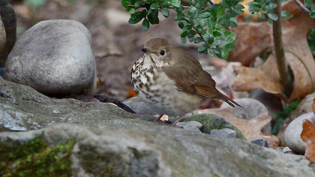 Hermit Thrush - ML611393771