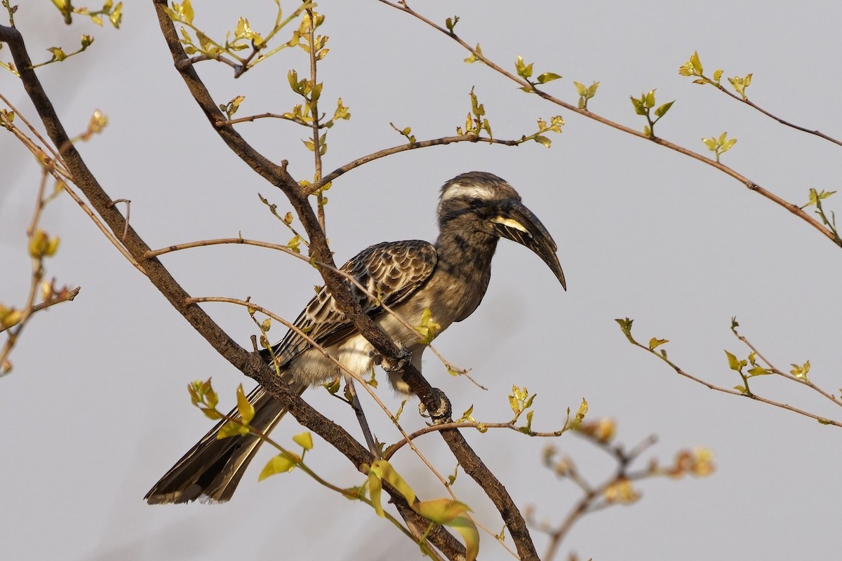 African Gray Hornbill - ML611393782