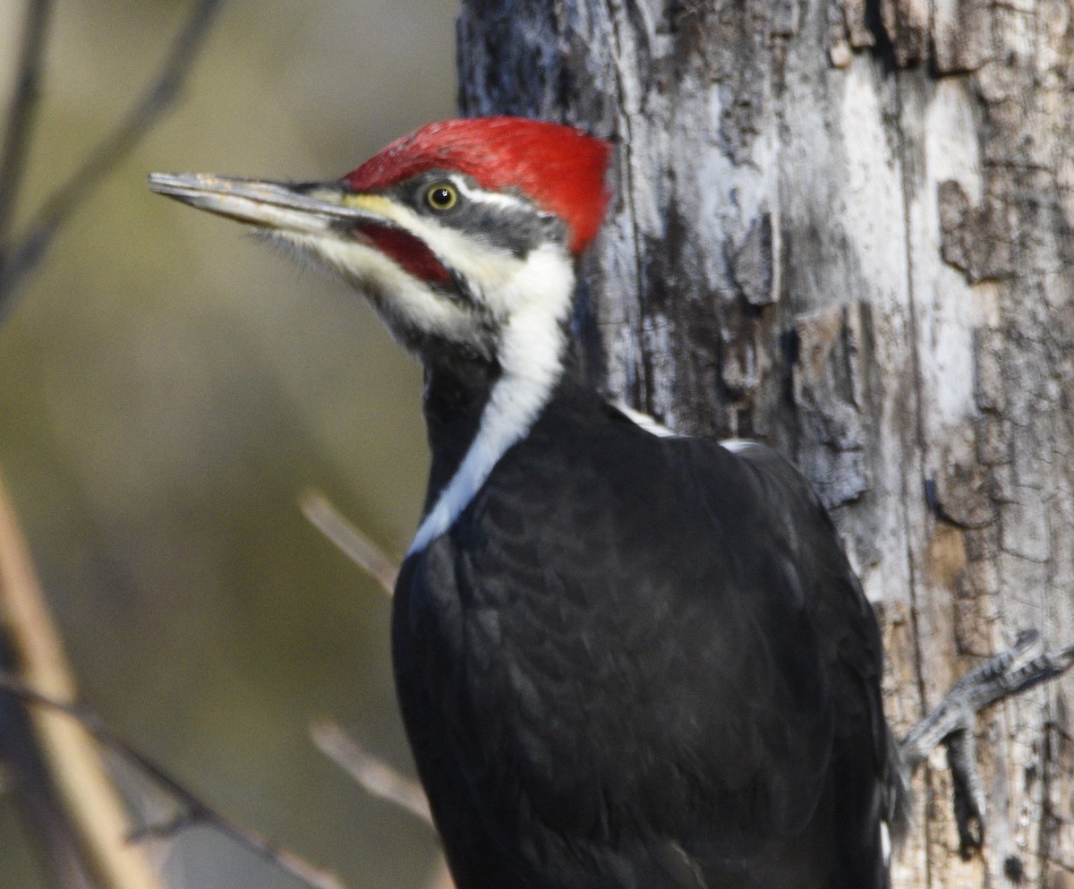 Pileated Woodpecker - ML611393785