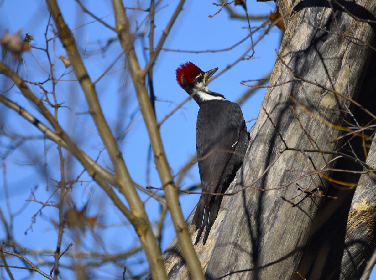 Pileated Woodpecker - ML611393786