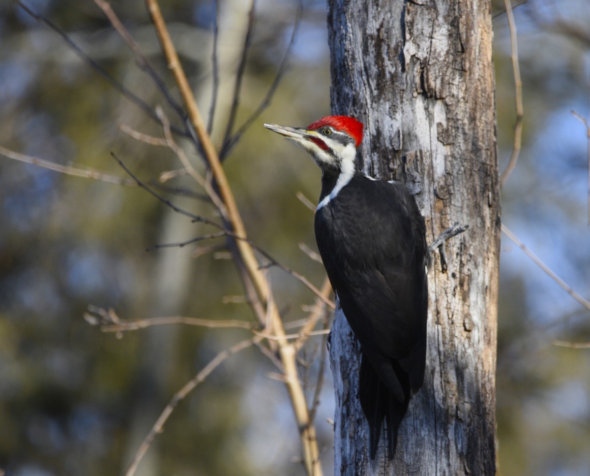 Pileated Woodpecker - ML611393788