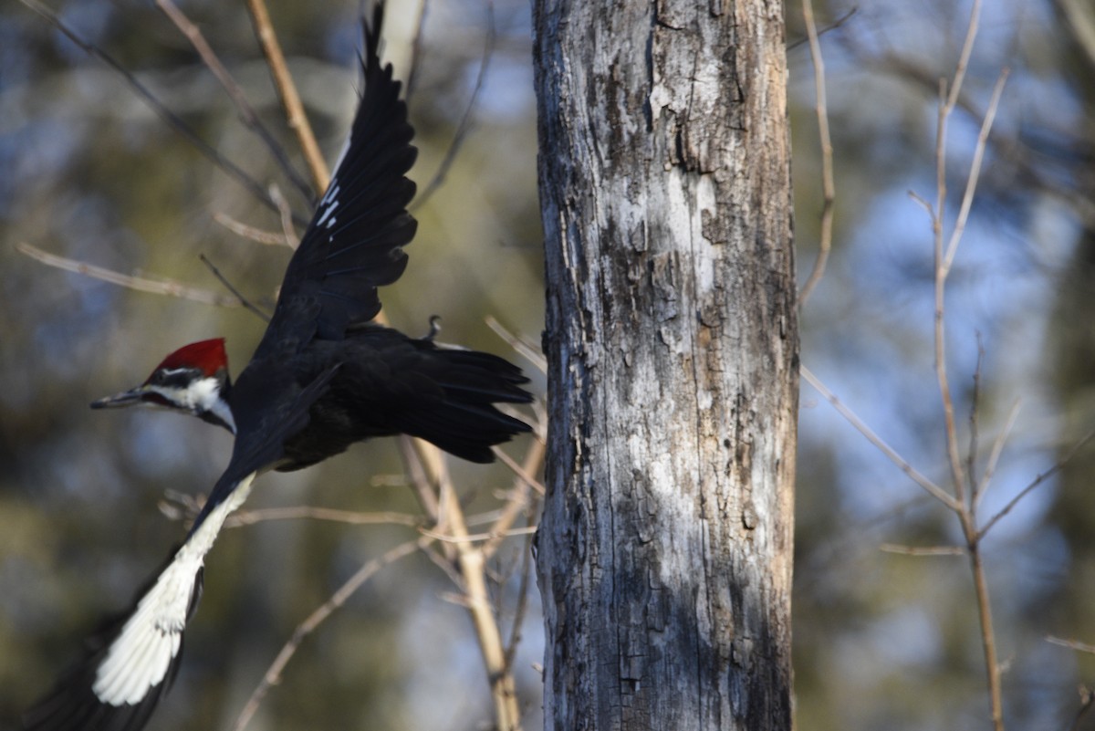 Pileated Woodpecker - Mike Ellery