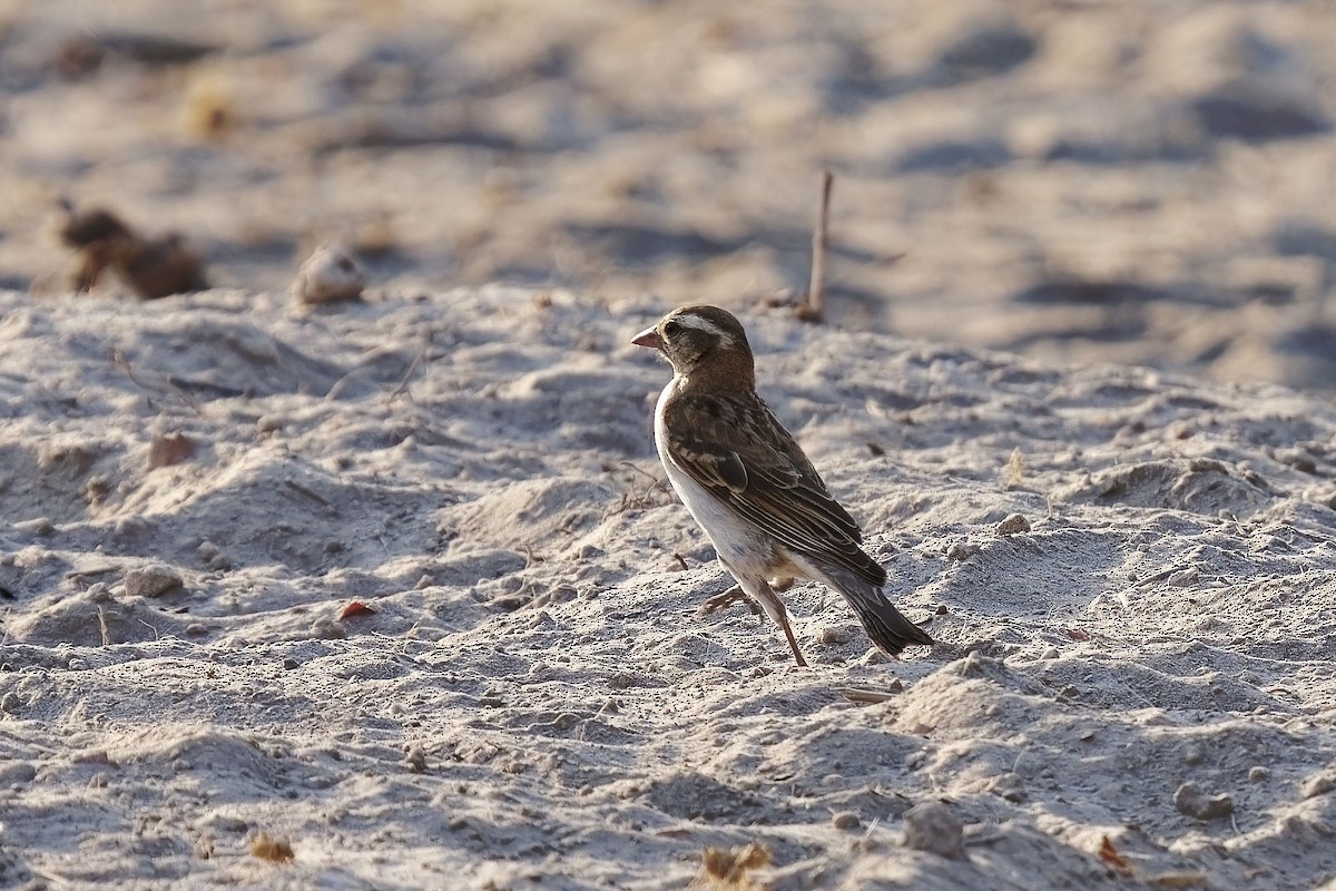 White-browed Sparrow-Weaver - ML611393790