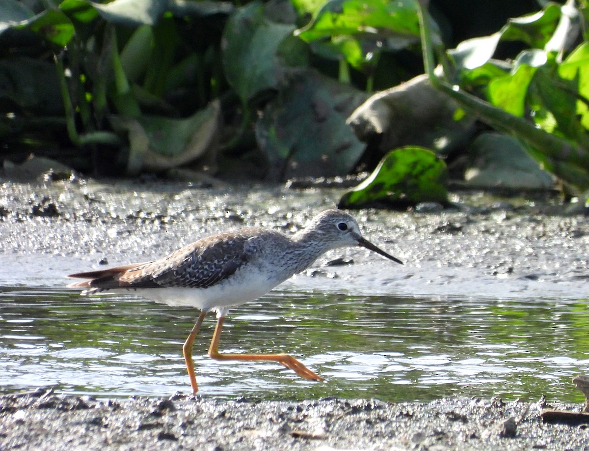 Lesser Yellowlegs - Manuel Pérez R.