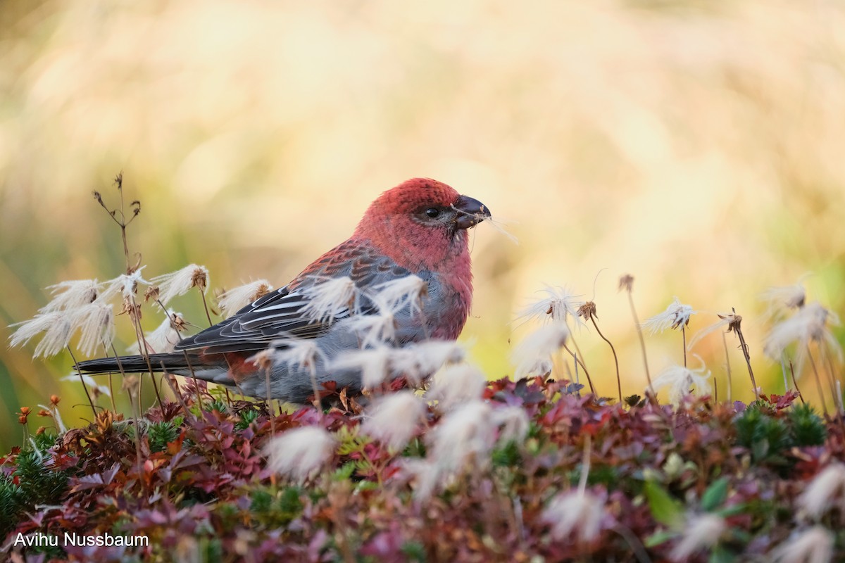 Pine Grosbeak - ML611393854