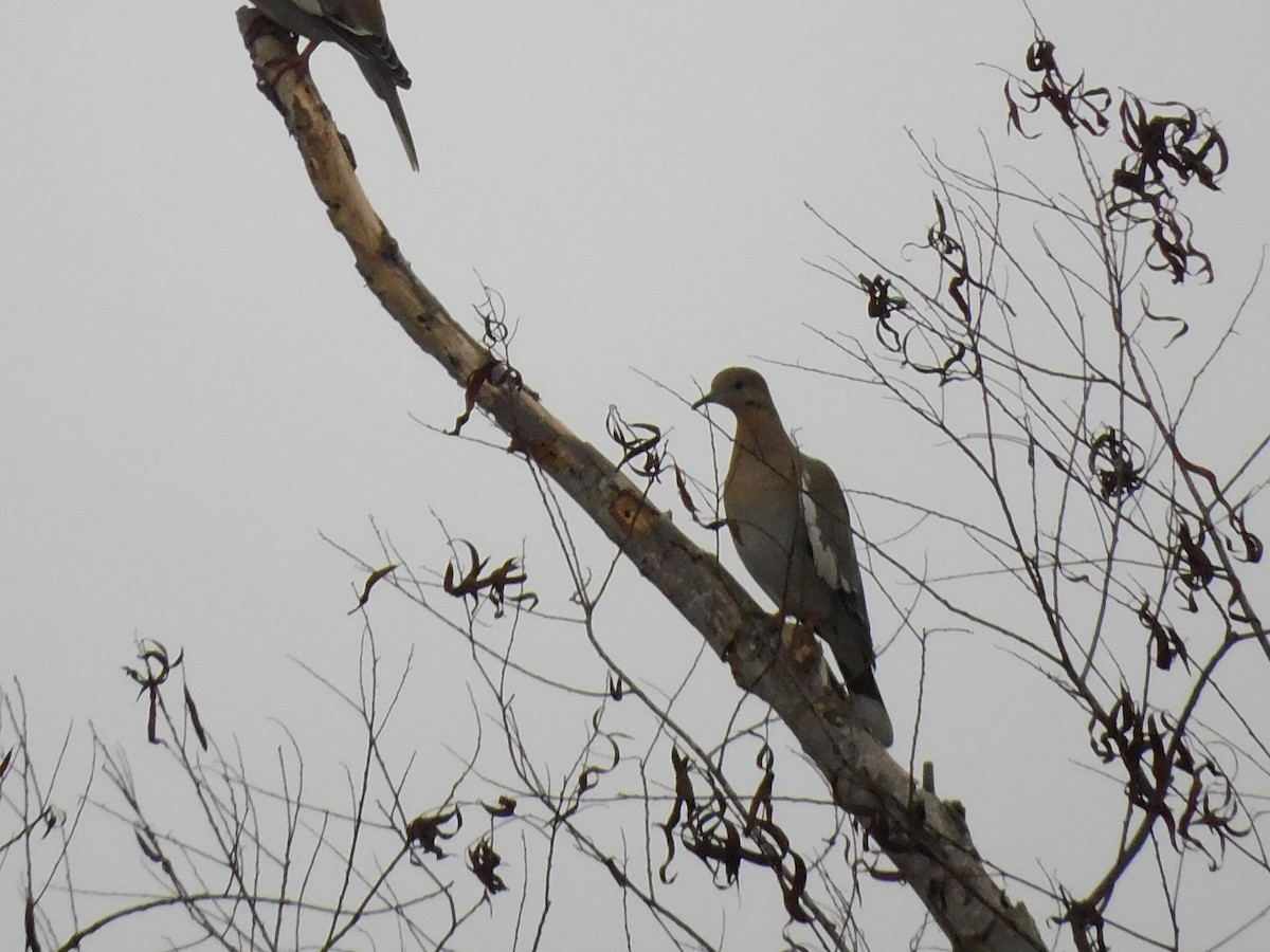 White-winged Dove - ML611393883