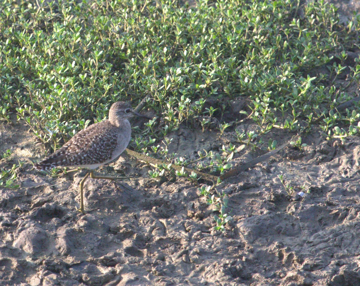 Wood Sandpiper - PARTH PARIKH