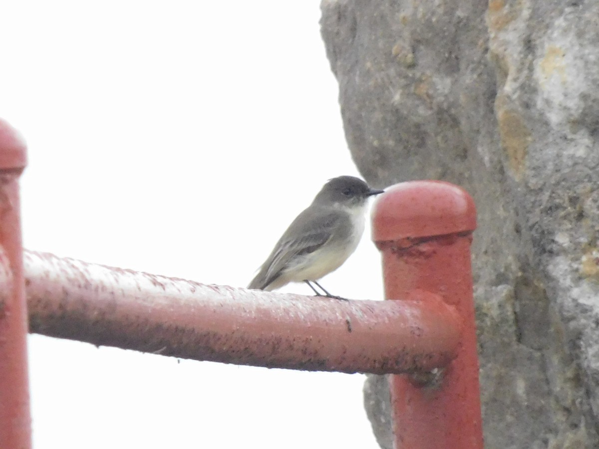 Eastern Phoebe - Charles Chu