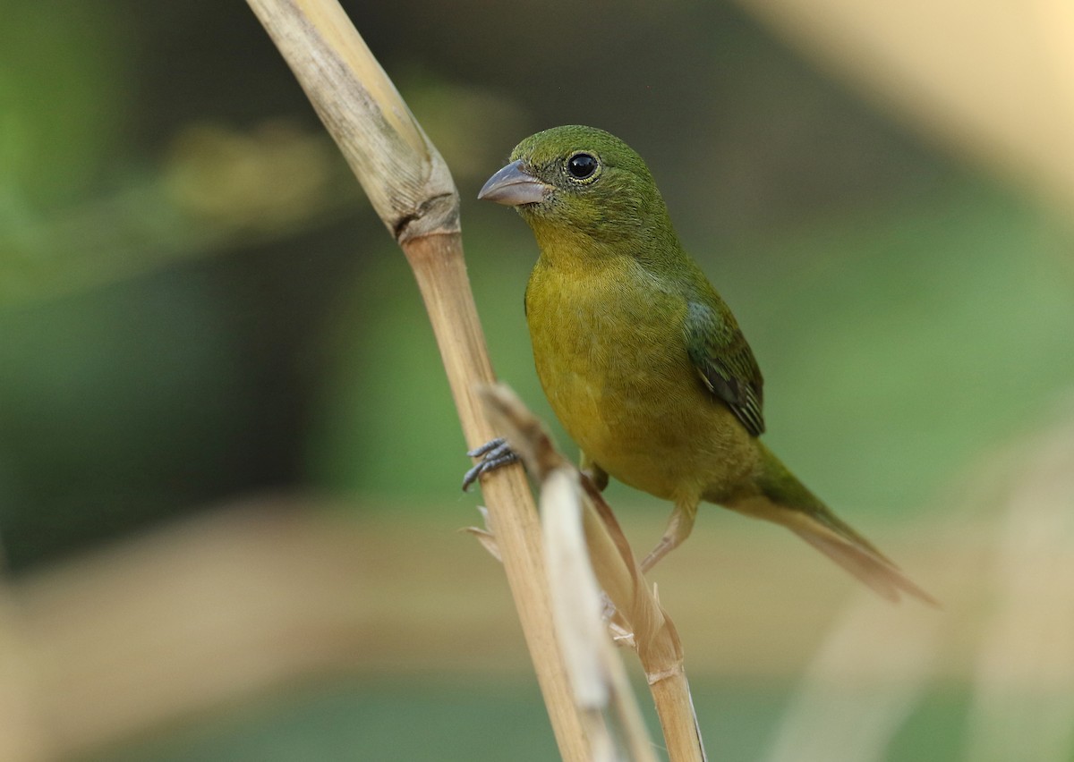 Painted Bunting - ML61139391