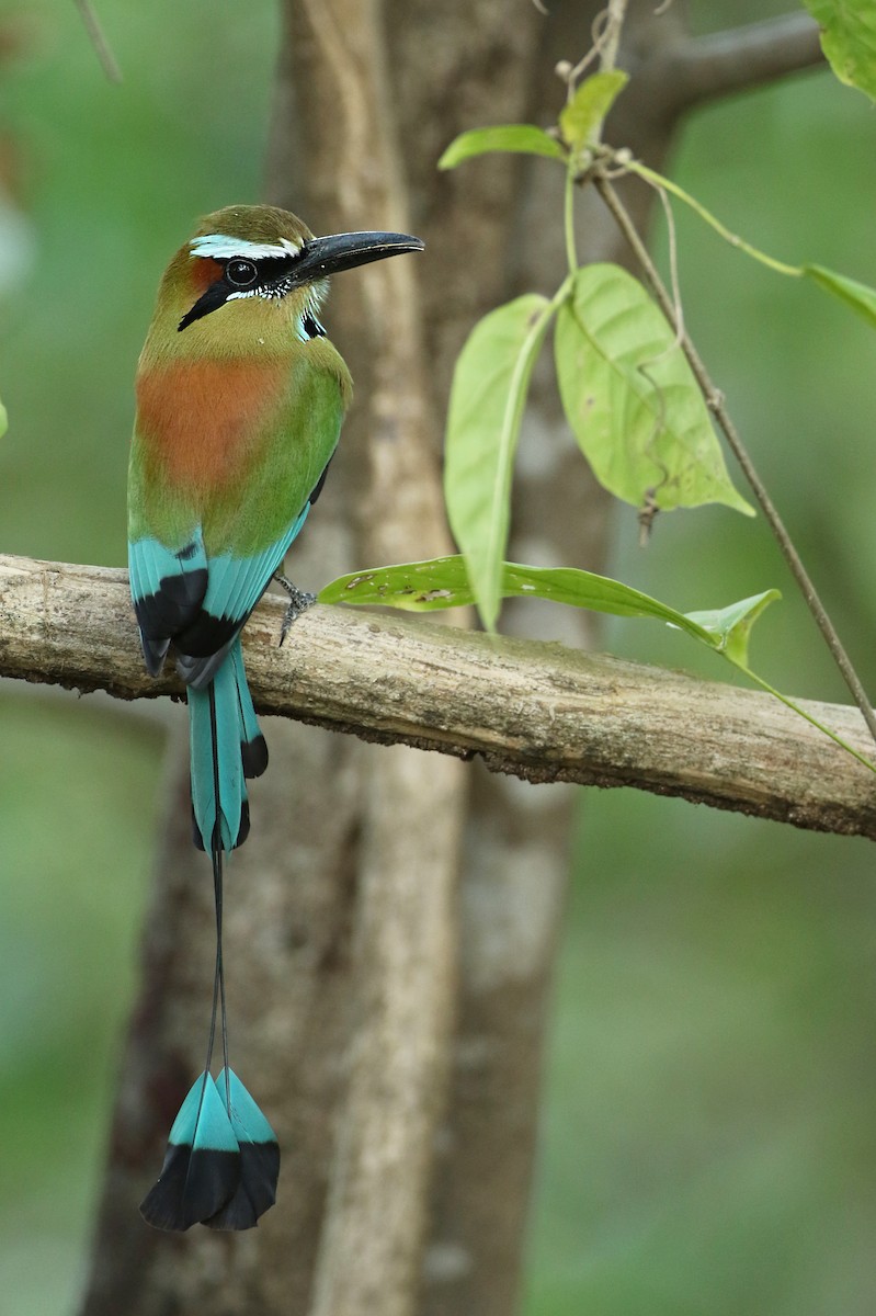 Turquoise-browed Motmot - ML61139401