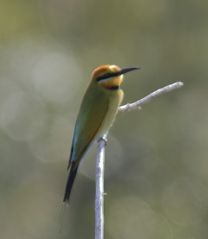 Rainbow Bee-eater - Dave Curtis