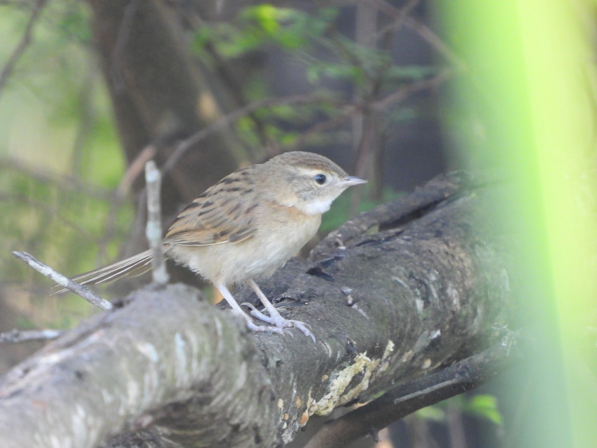 Chotoy Spinetail - ML611394086