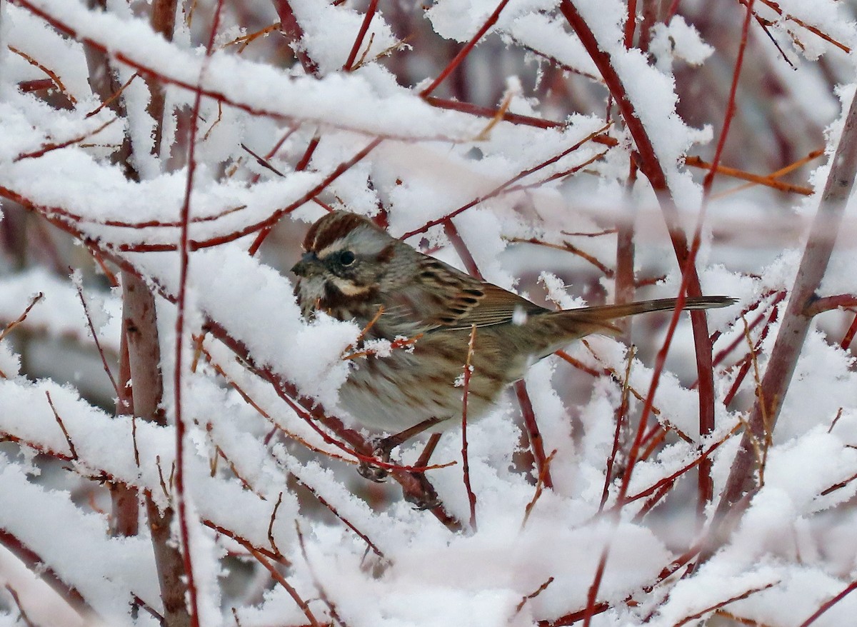 Song Sparrow - ML611394104