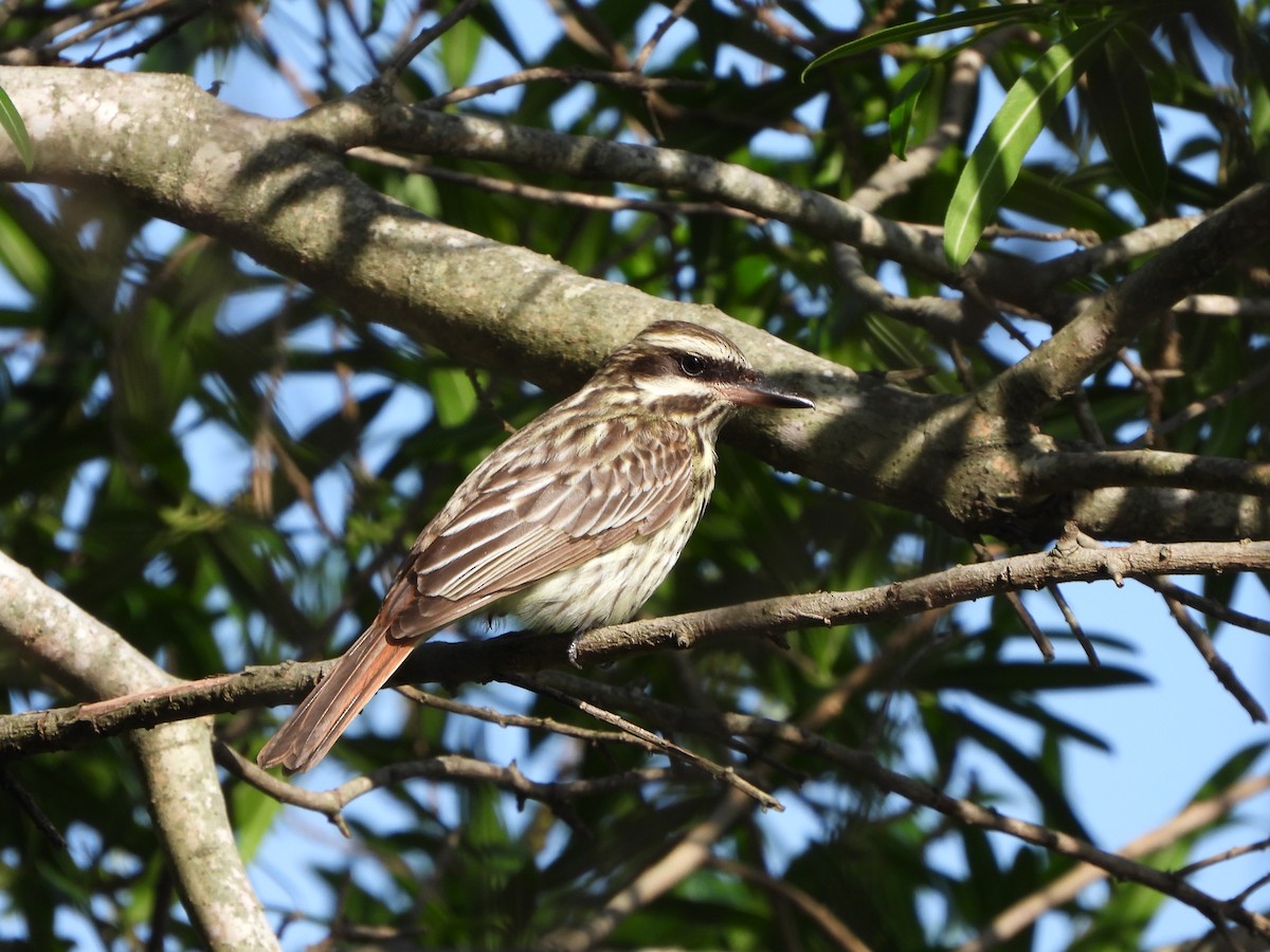 Streaked Flycatcher - Haydee Huwel