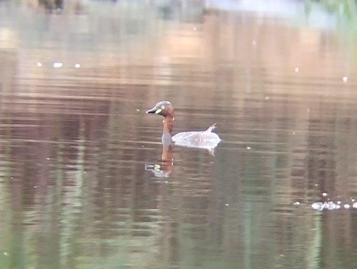 Little Grebe - ML611394140