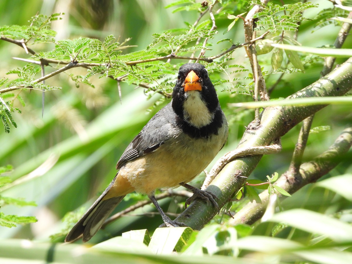 Golden-billed Saltator - ML611394187