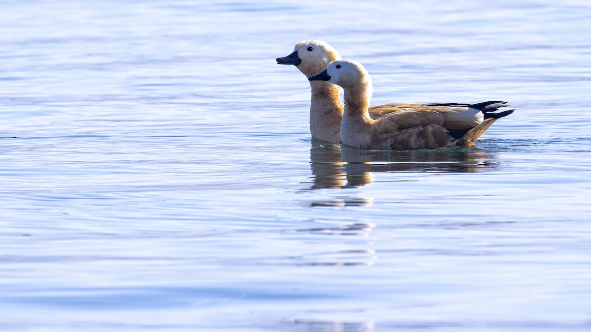 Ruddy Shelduck - ML611394302