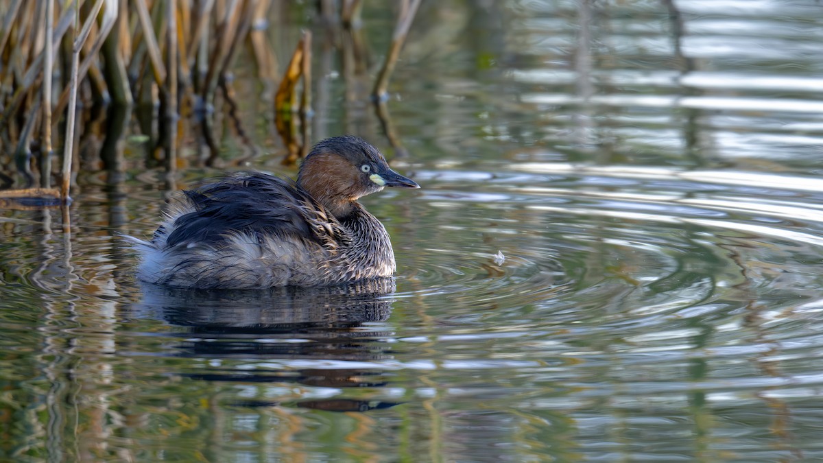 Little Grebe - ML611394305