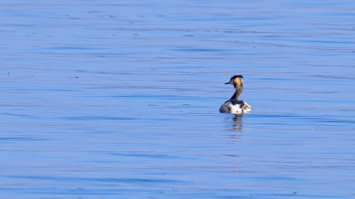 Great Crested Grebe - xiwen CHEN