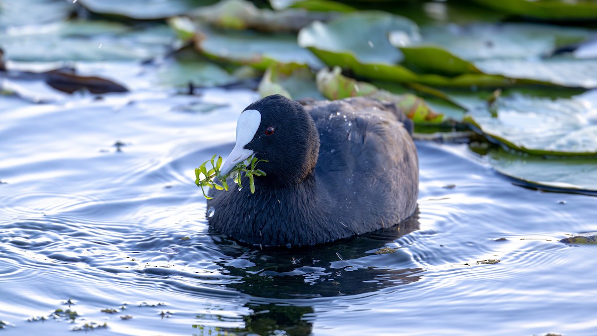 Eurasian Coot - ML611394330