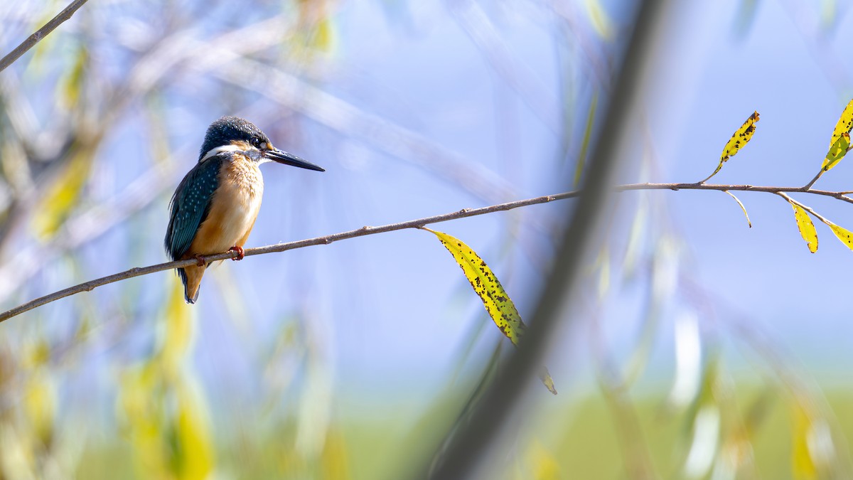 Common Kingfisher - ML611394367