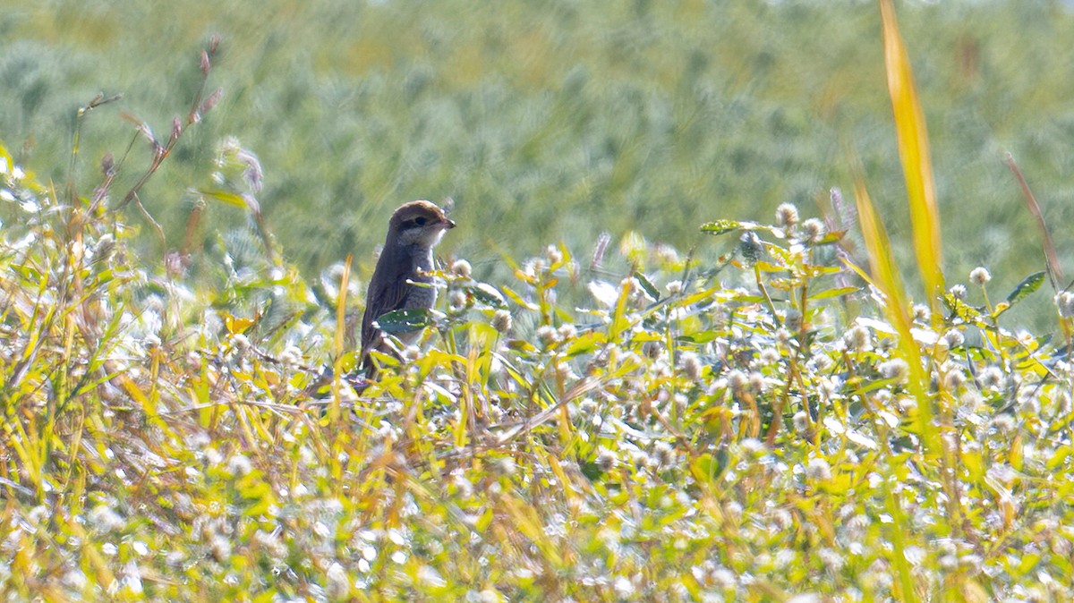 Bull-headed Shrike - ML611394369