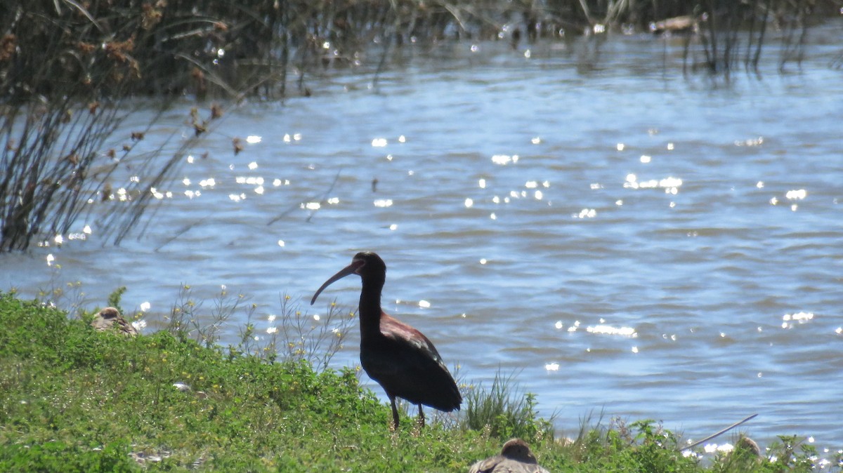 White-faced Ibis - MARIANA WILLEMOES