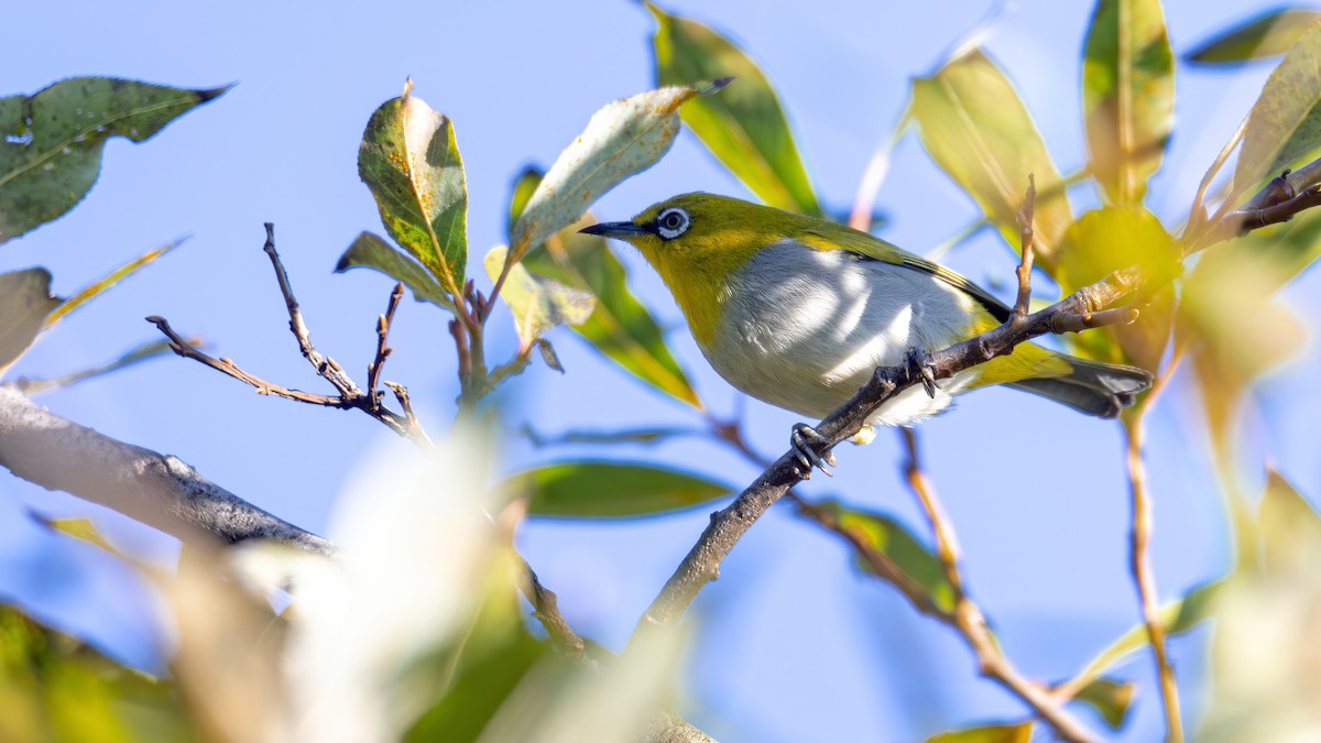 Indian White-eye - xiwen CHEN