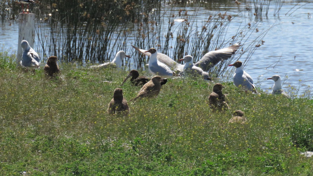 gull sp. - MARIANA WILLEMOES