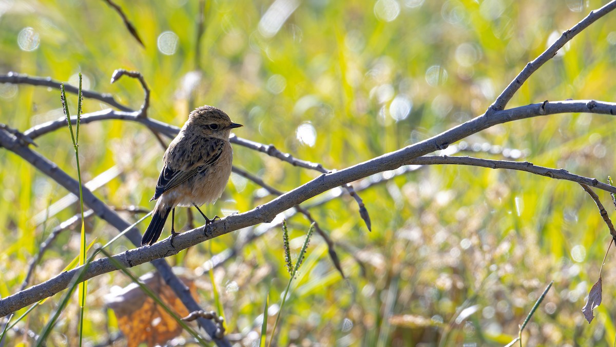 Amur Stonechat - ML611394434