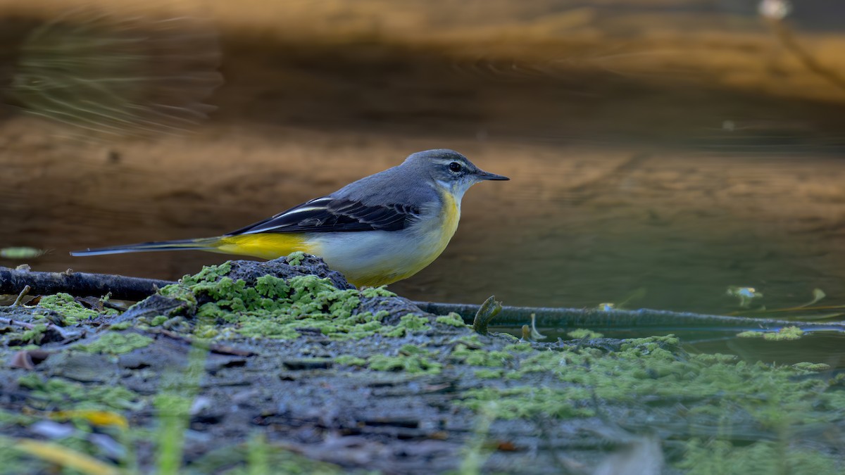 Gray Wagtail - ML611394435