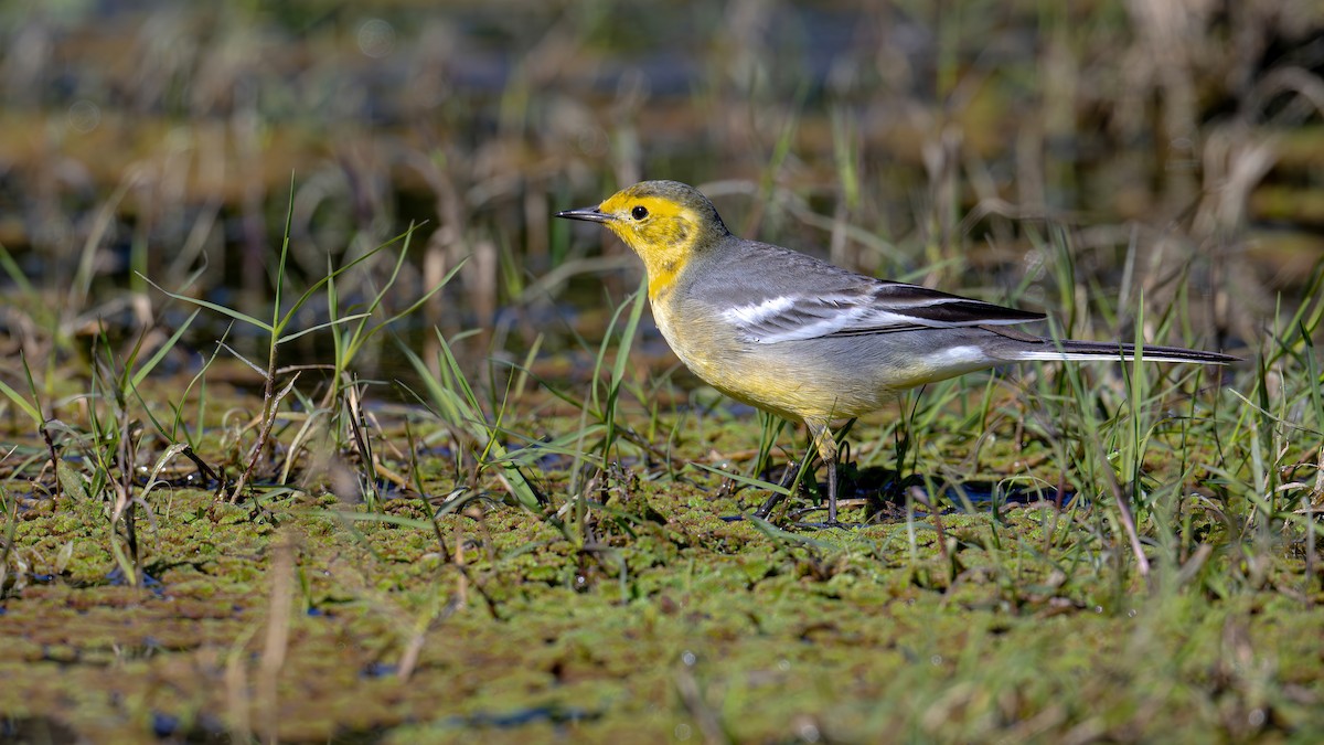 Citrine Wagtail - ML611394440