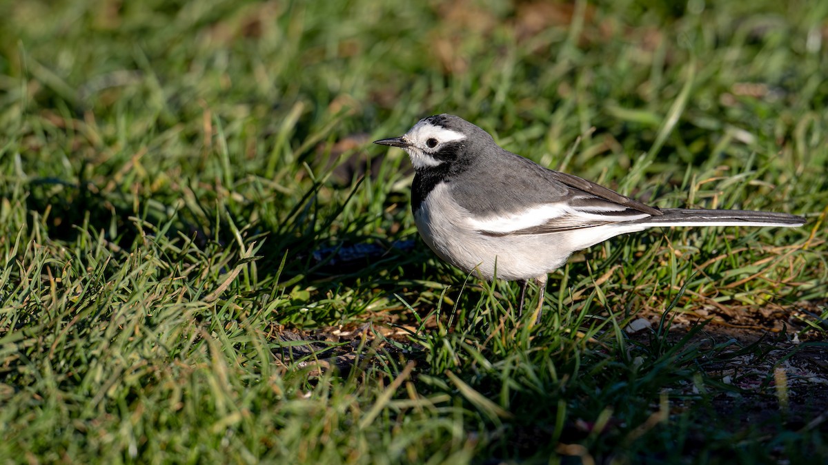 White Wagtail - xiwen CHEN