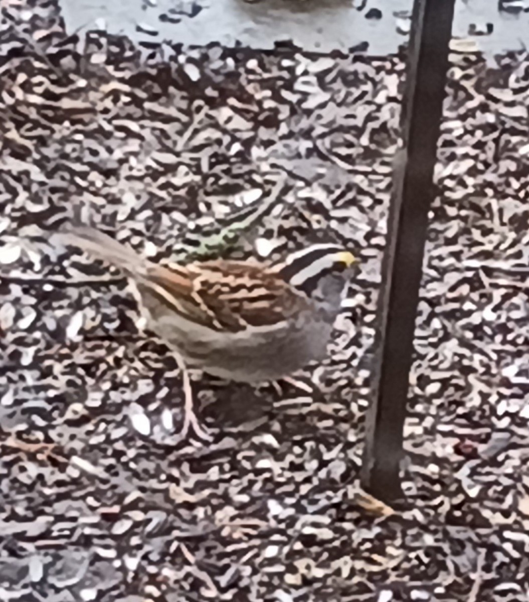 White-throated Sparrow - ML611394447