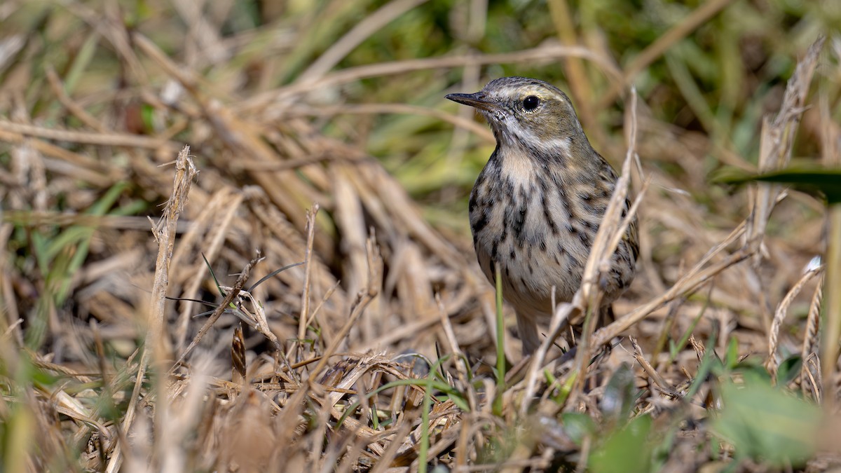 Rosy Pipit - xiwen CHEN