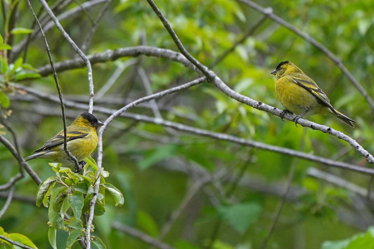 Black-chinned Siskin - Nancy Elliot