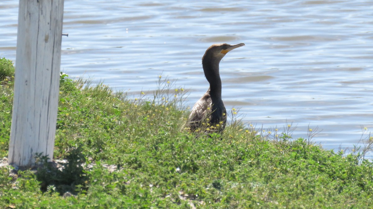 Neotropic Cormorant - MARIANA WILLEMOES