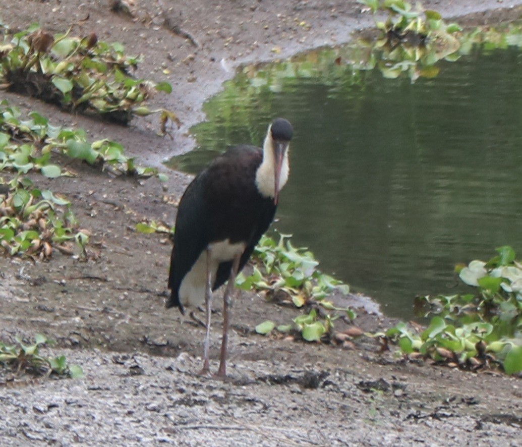 Asian Woolly-necked Stork - Elavarasan M