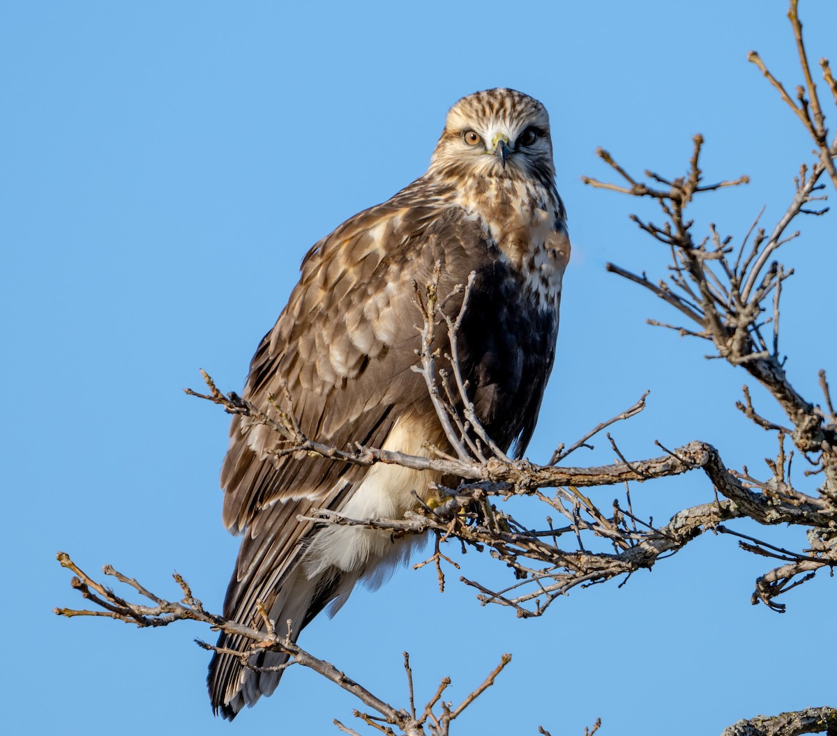 Rough-legged Hawk - ML611394503