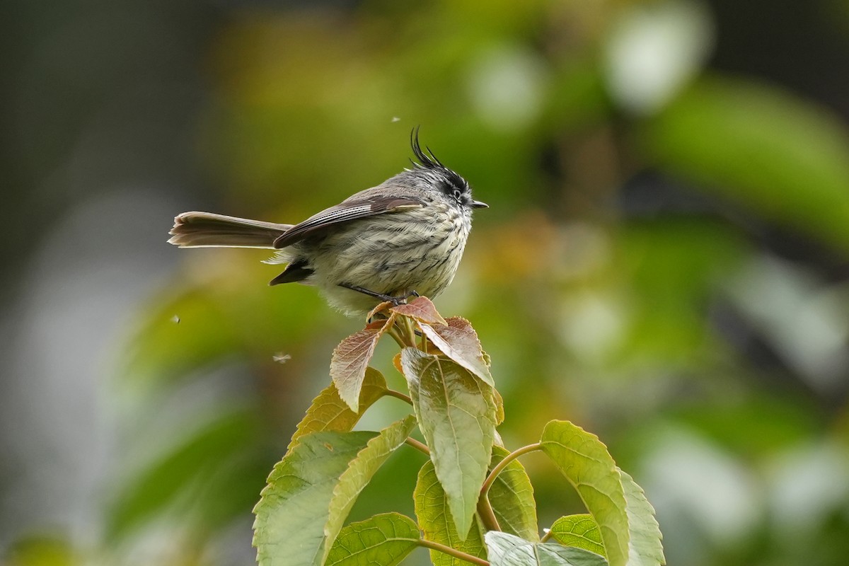 Tufted Tit-Tyrant - ML611394509