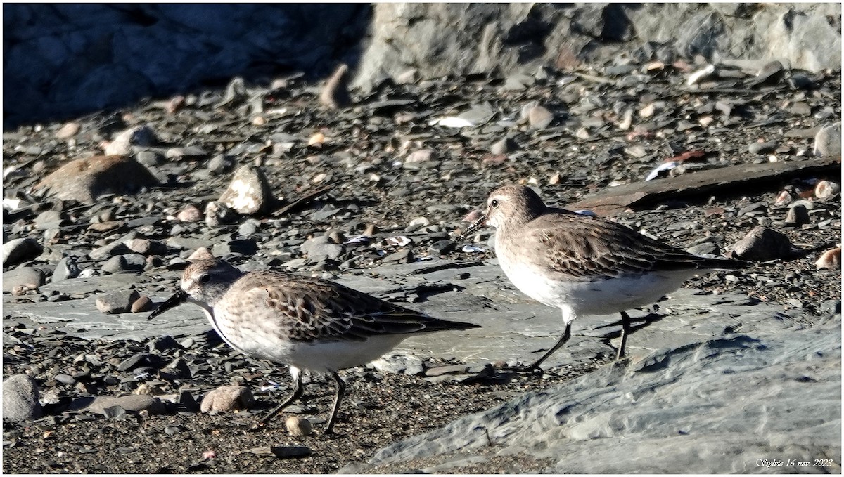 Weißbürzel-Strandläufer - ML611394531