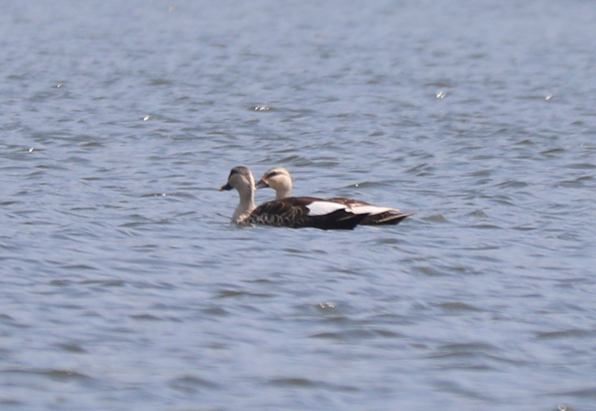 Indian Spot-billed Duck - Elavarasan M